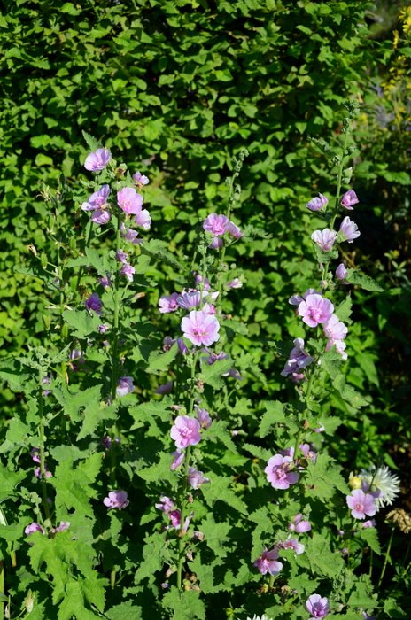 X Alcathaea 'Parkrondell' (2)